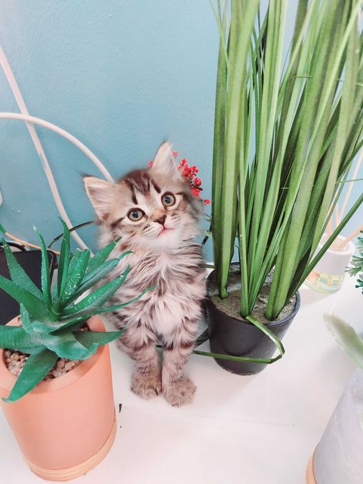 Linda gatinha muito docil