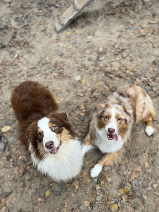 Кінолог/ Дресирування собак з виїздом Київ/київська область