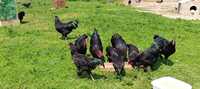 Koguty australorp