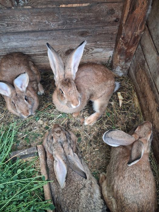 Продаються кролички