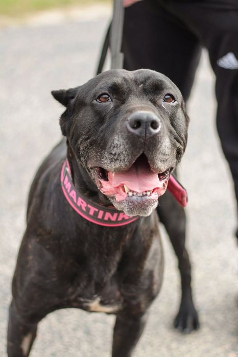 Suczka bandog do adopcji cane corso amstaff pit bull mastiff