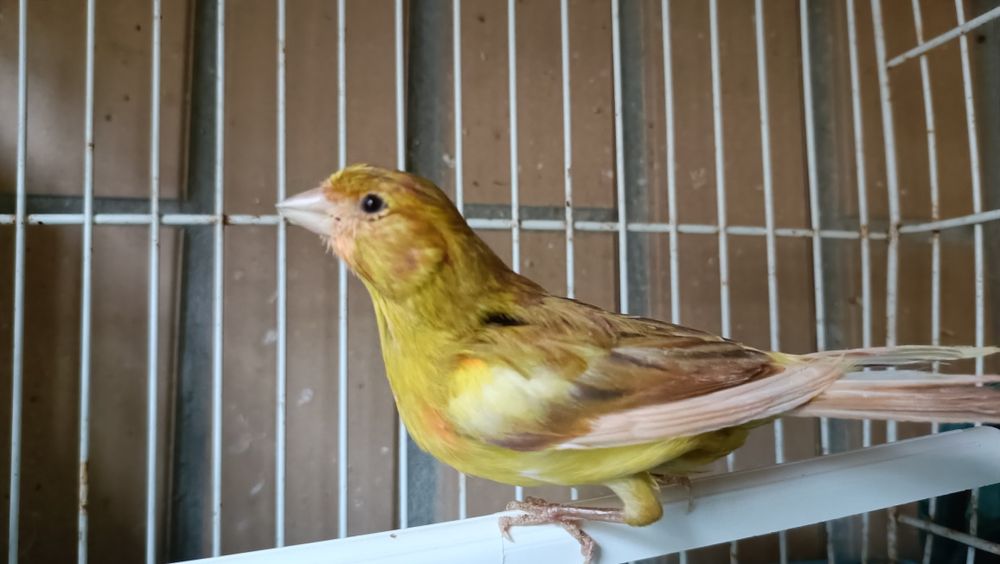 Canário de 2025 a cantar