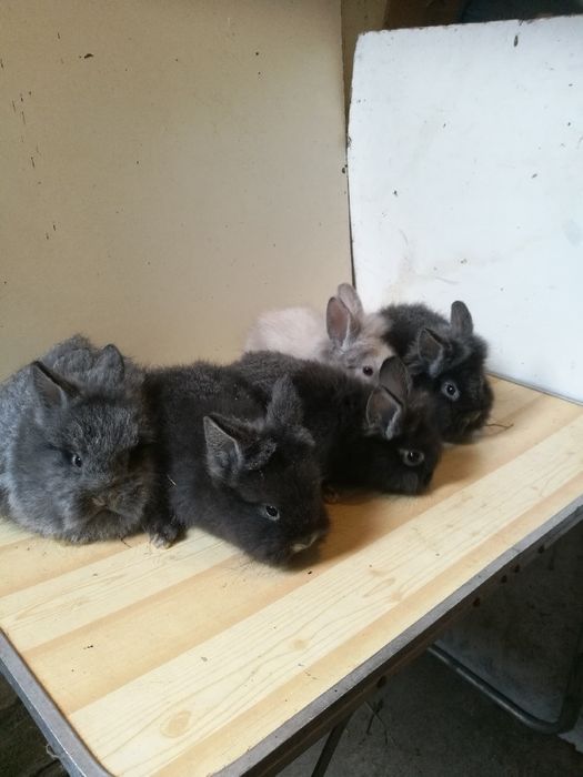 Karzełek miniatura króliki