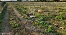 Arrendamento do terreno para agricultura Campinas