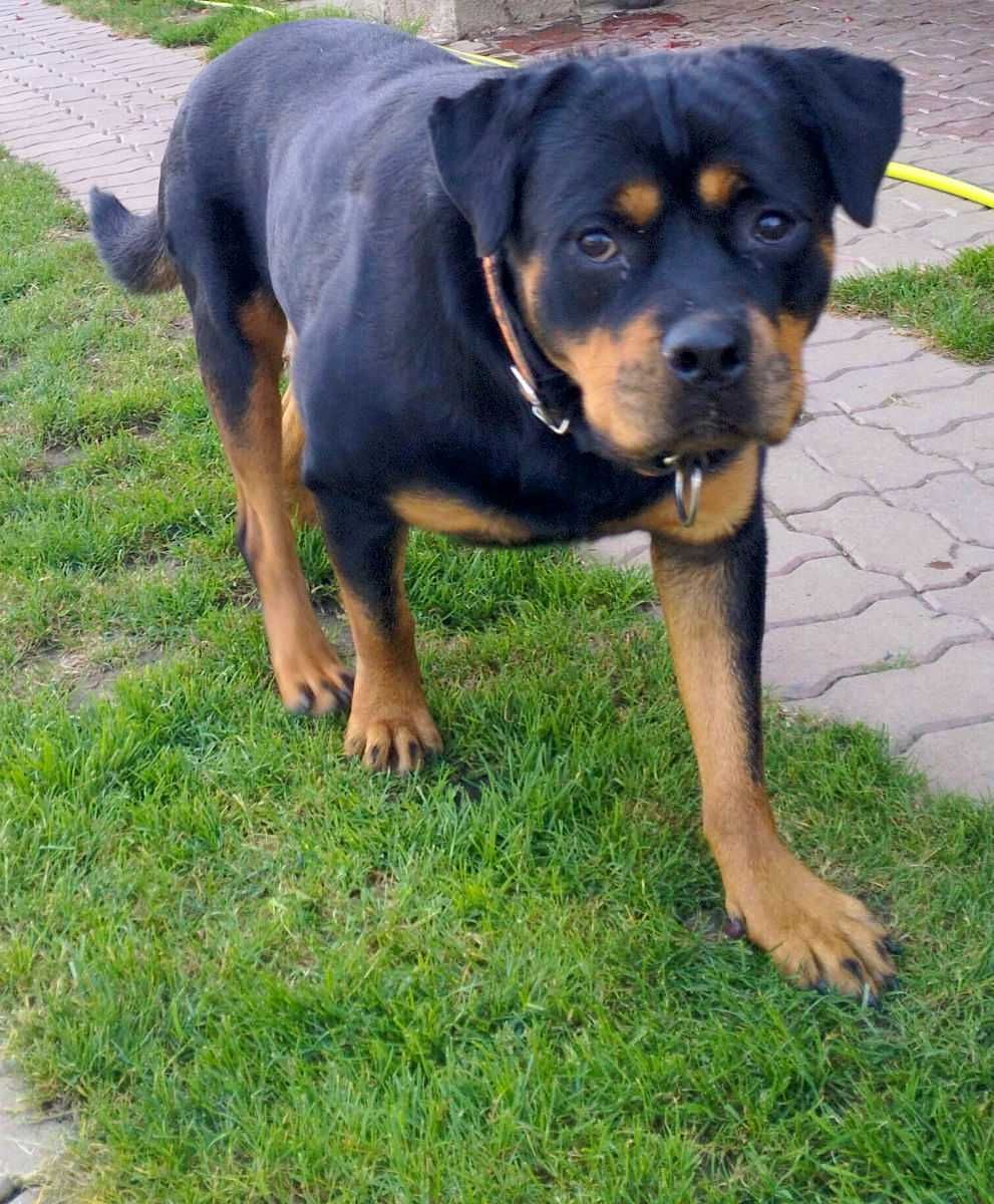 Viva - młoda wspaniała suka rottweiler do adopcji