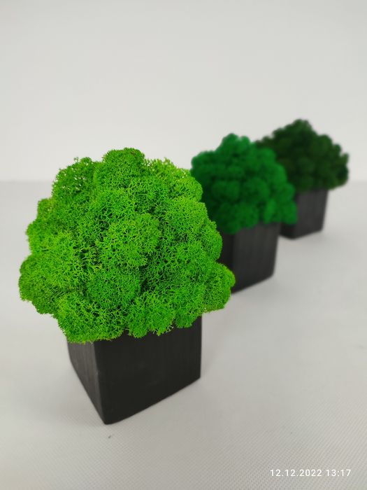 Doniczka z chrobotkiem kostka 7x7x7cm