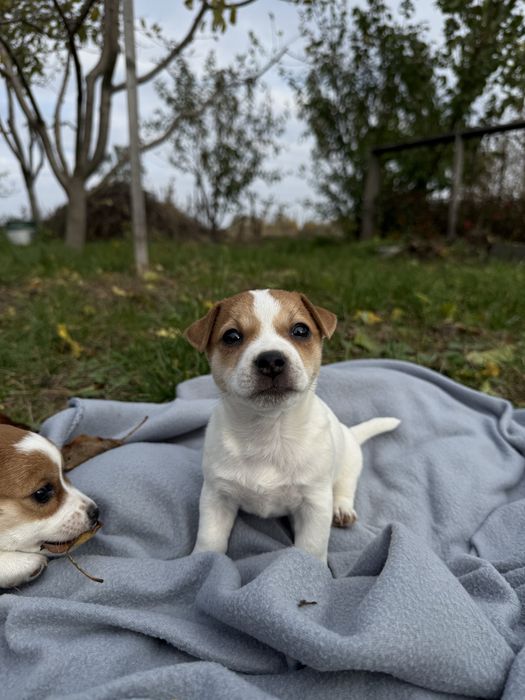 Джек Рассел Тер’єр