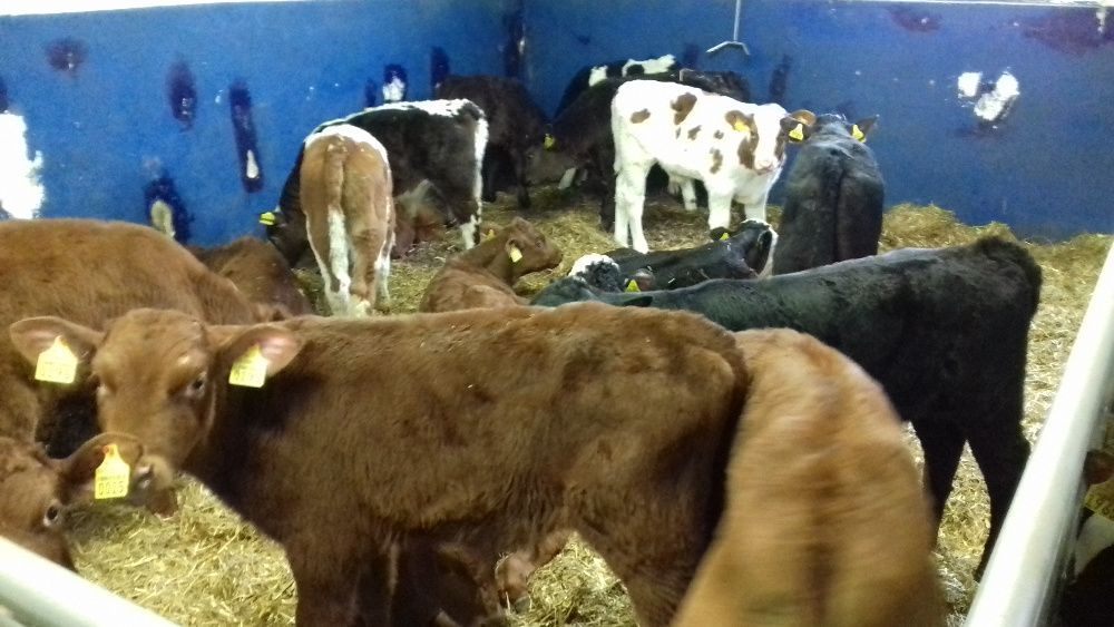 Cielaczki byczki i jałówki Mięsne, Mleczne, transport