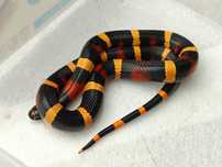 Wąż Lampropeltis polyzona campbelli / Halloween x Apricot / Samica