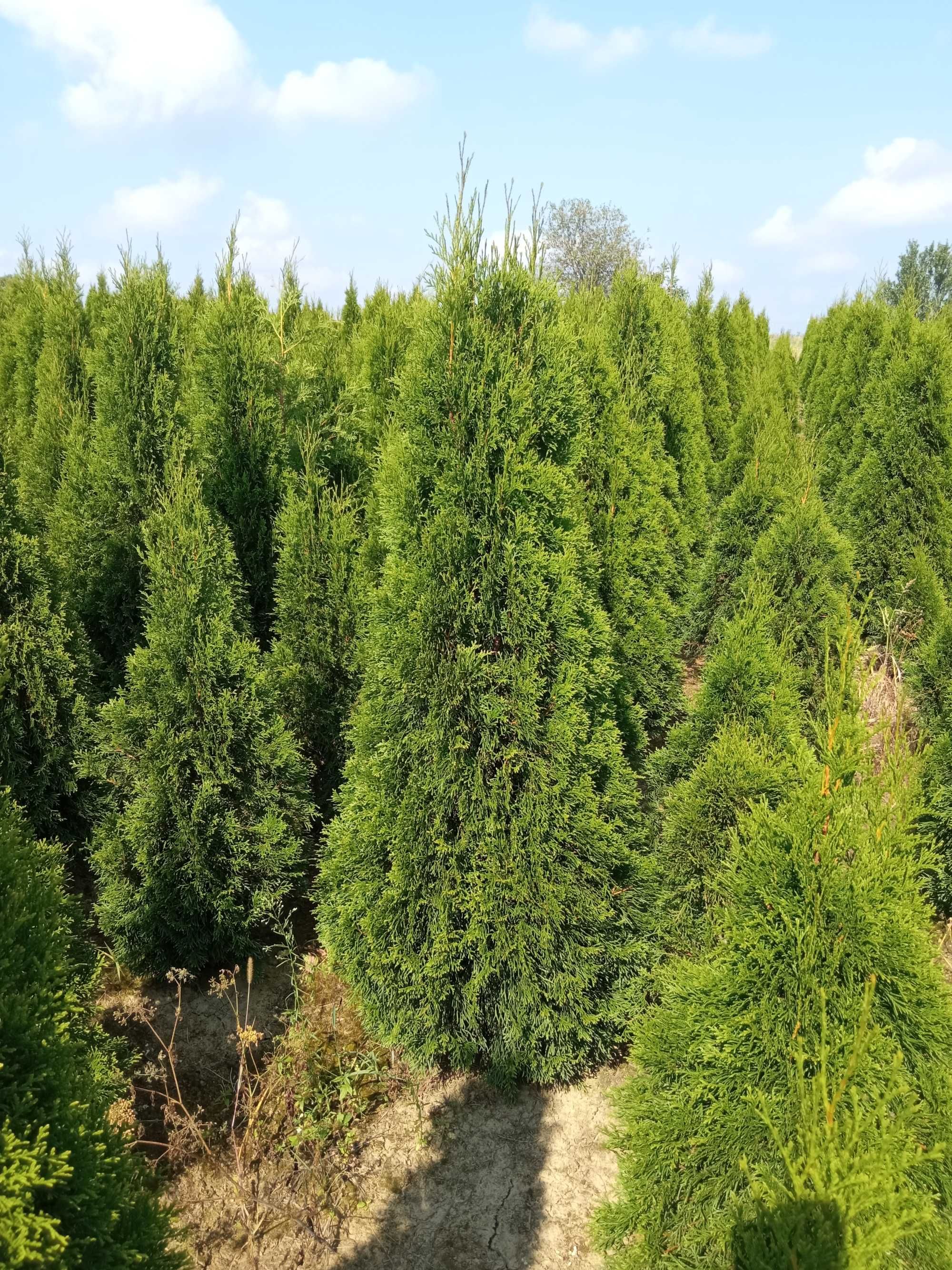 Tuje szmaragd, brabant, aureospicata, do 250cm, SADZIMY, DOWOZIMY