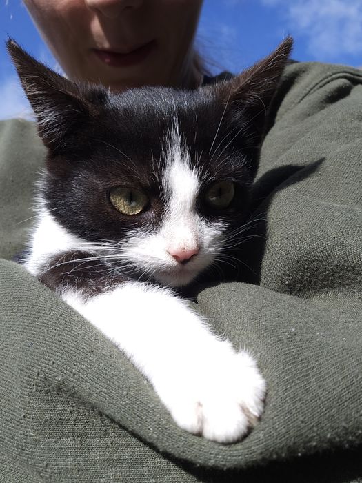 Oddam biało-czarną kotkę