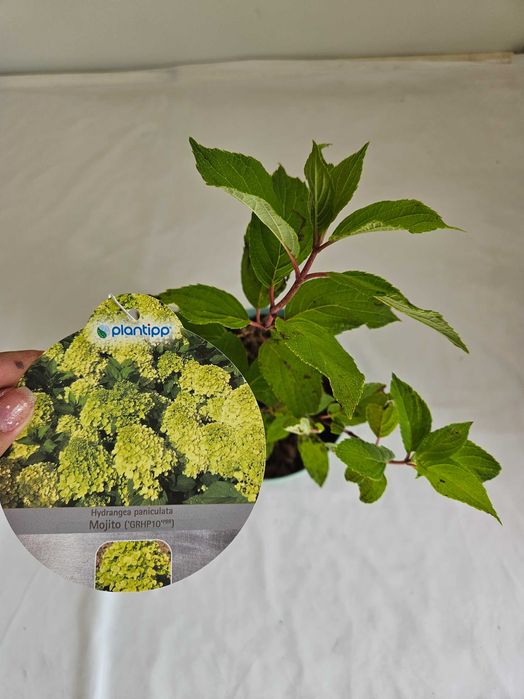 Hortensja bukietowa Mohito 35cm C2 – krzew ozdobny + nawóz gratis