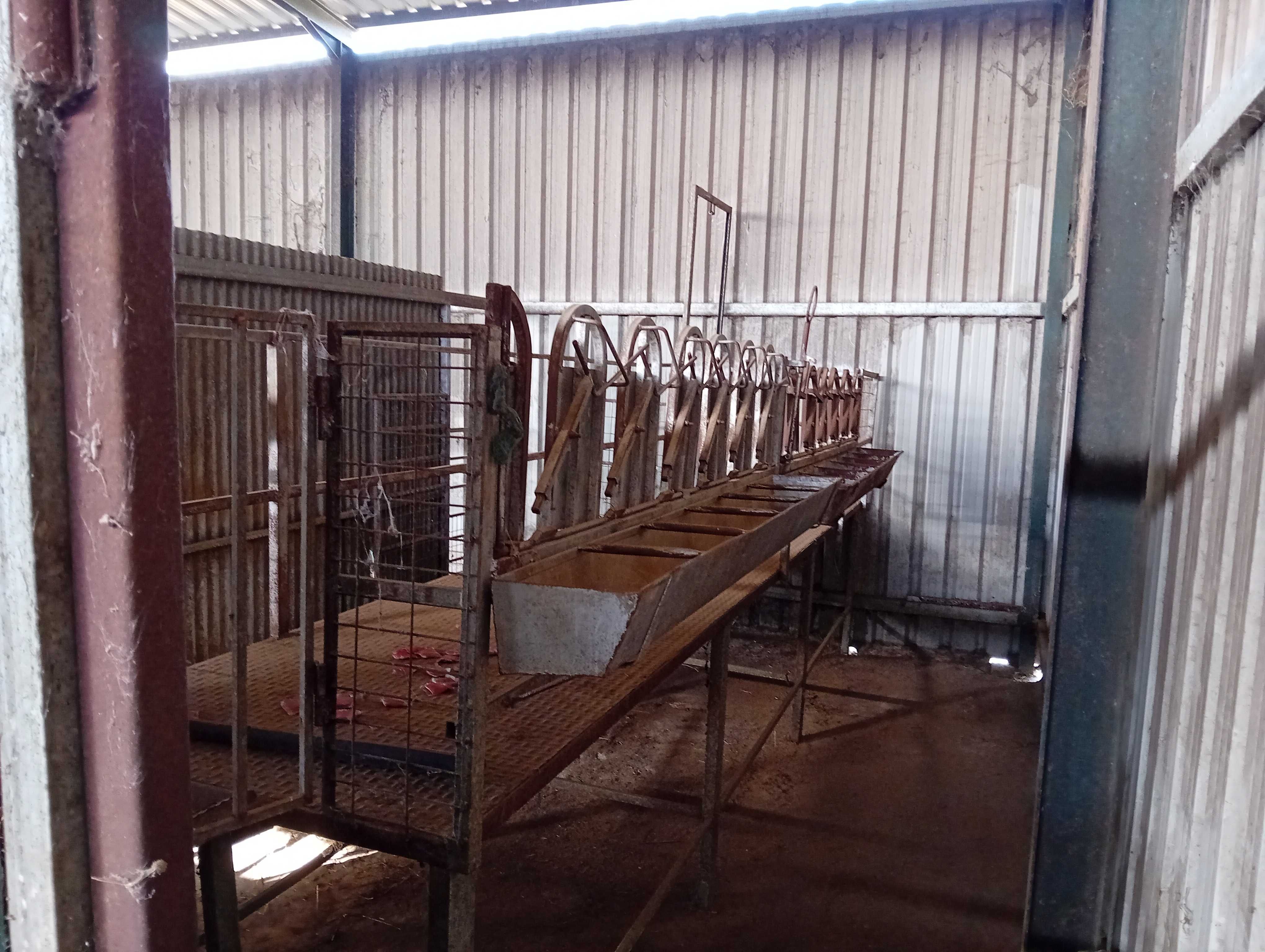 Cabras, amarre de 12 cabras, máquina de ordenha e tanque de 300l