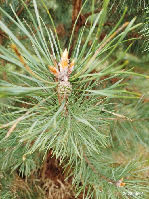 Варенье из сосновых шишек 2025