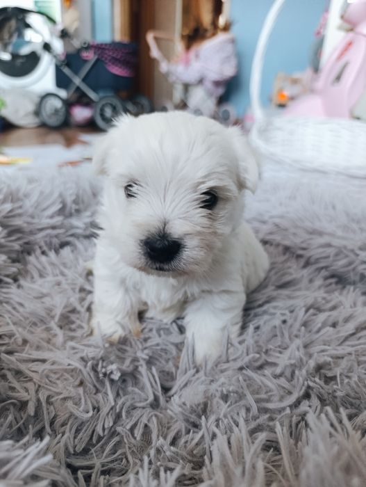 West * Highland * White * Terrier piesek suczka z rodowodem