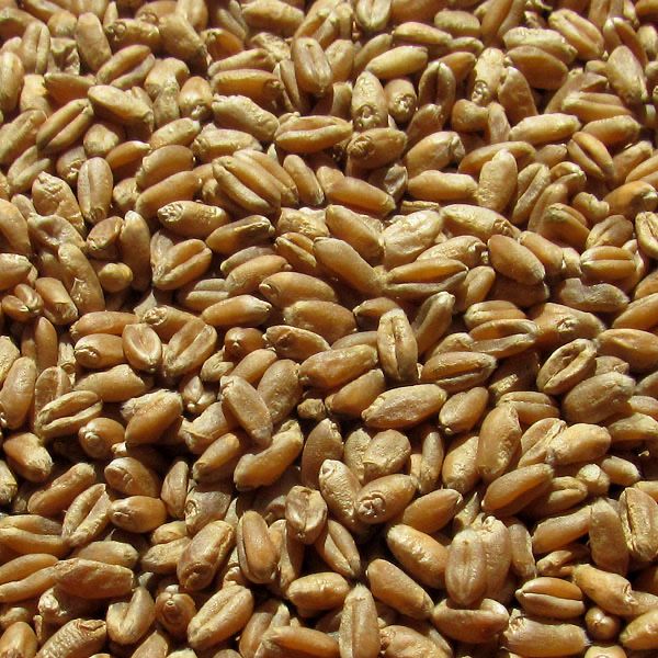 Зерно пшениці Харківська область
