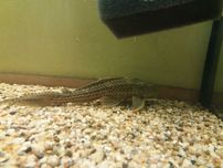 Plecostomus zbrojnik glonojad