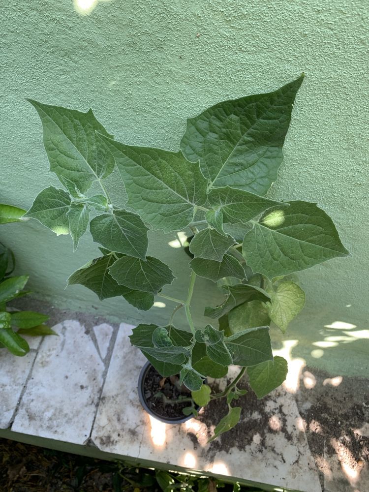 Planta phisalis grande com vaso