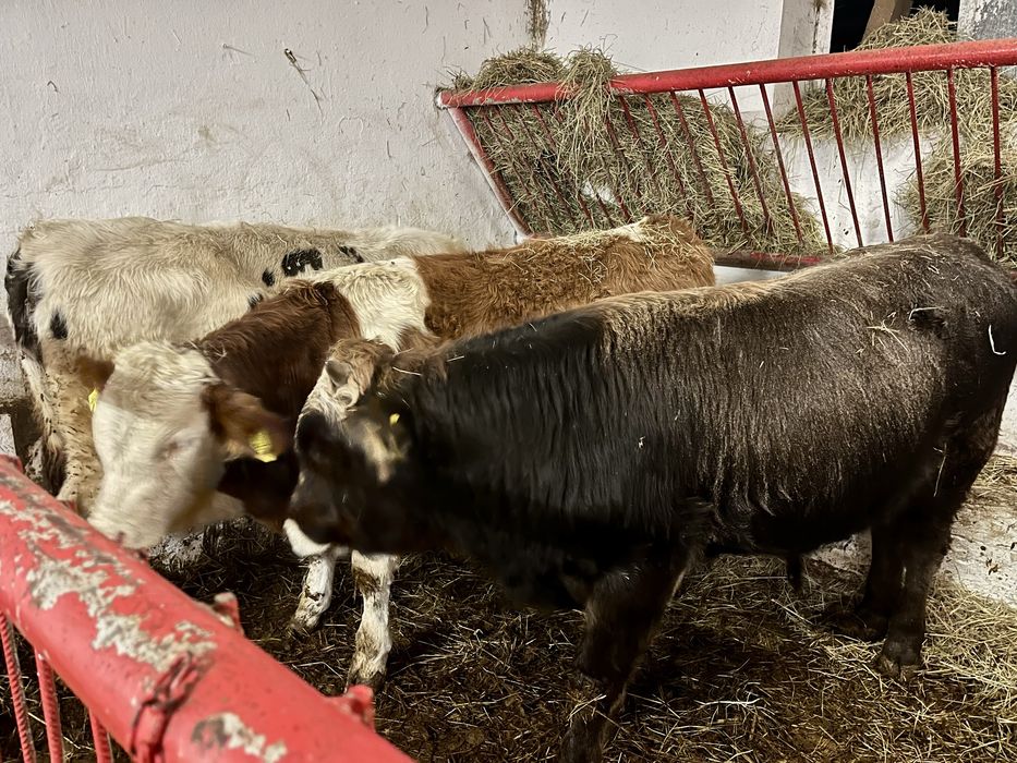 Sprzedam 12 odsadków