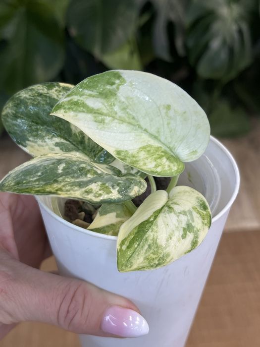 Scindapsus Mayari
