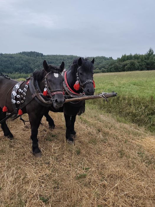 Ogierek 13miesięczny