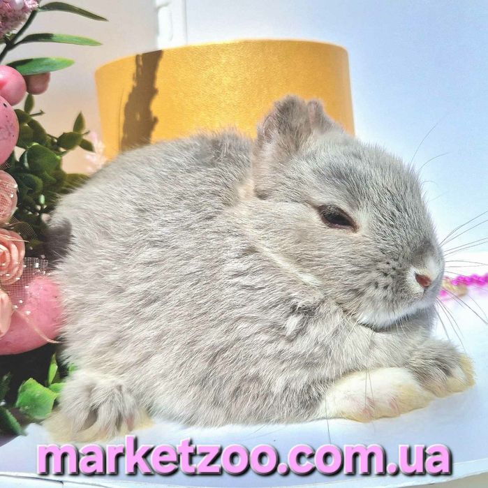 Продається кроленя породи Mini Netherland!