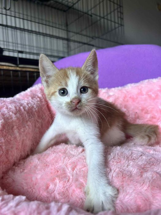 Maleńkie cudo- koteczka do adopcji
