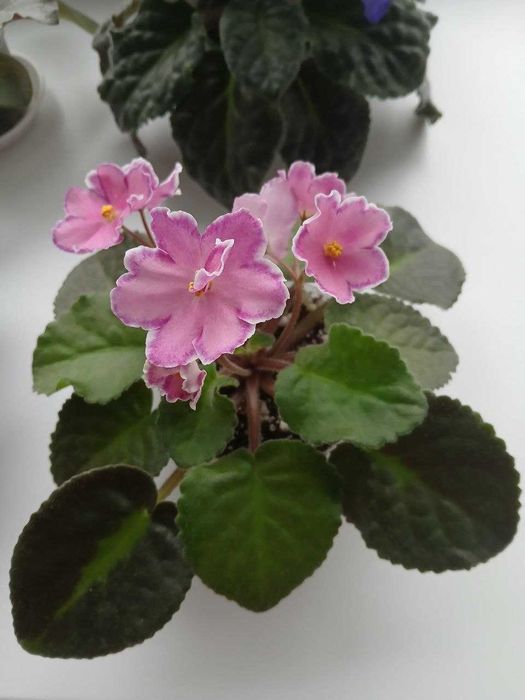 Дорослі фіалки (тільки Вінниця)