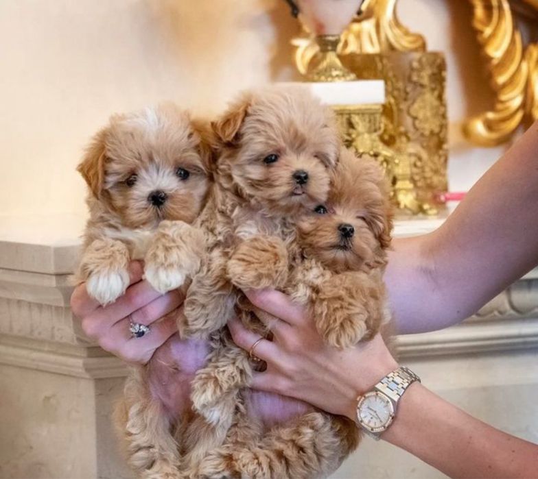 Маленькі серденька Мальтіпу шукають своїх людей