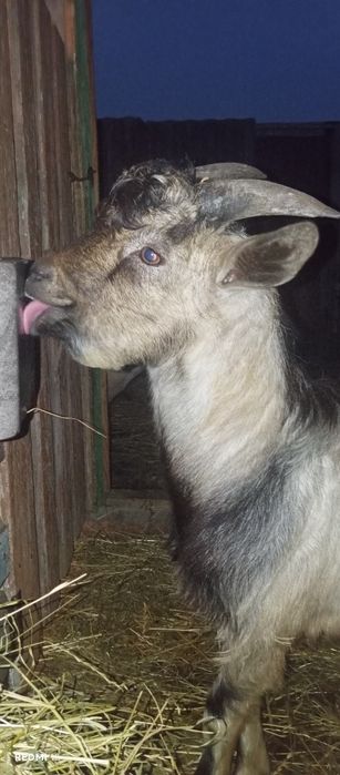 Продам молодого  породного козла