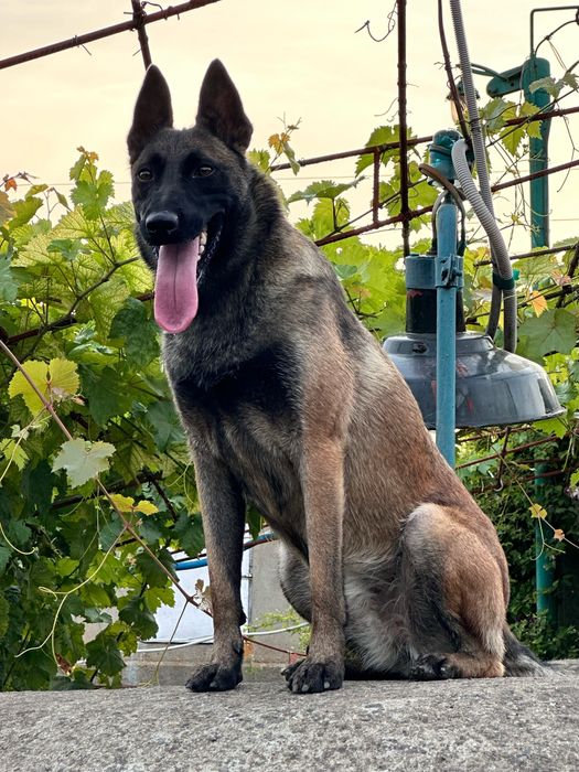 Ищем жениха бельгийской овчарки маленуа