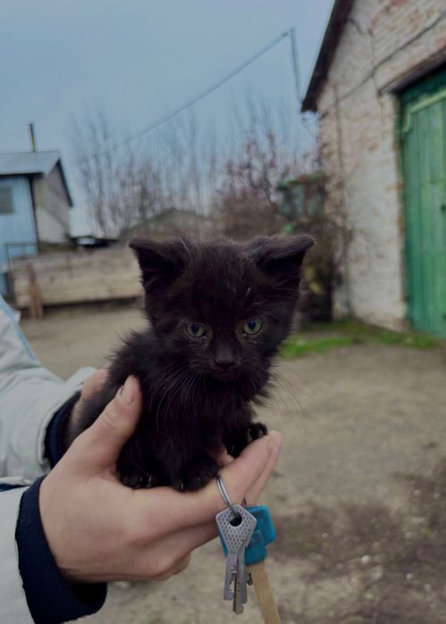 Кошенятко шукає дім