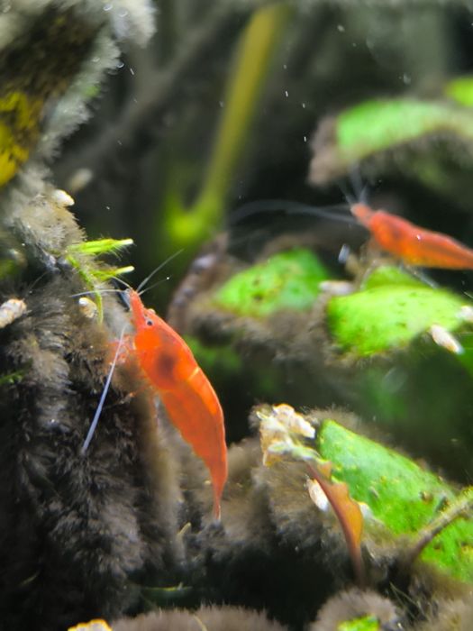 Krewetka Bloody Mary