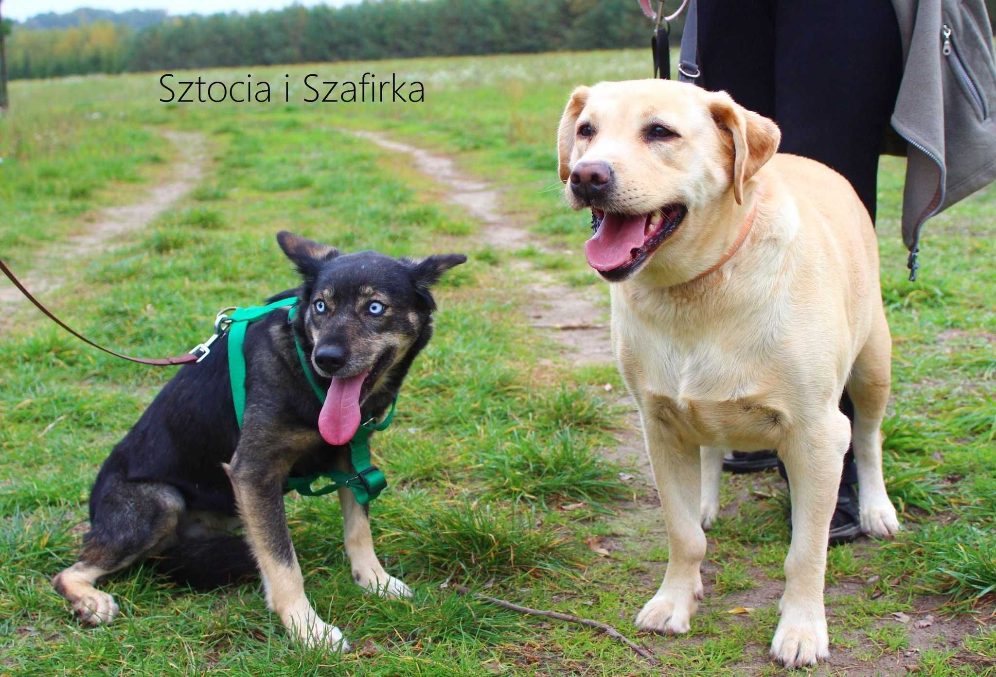 Szafirka i Sztocia - dwupak niebieskooka + suczka w typie Labrador