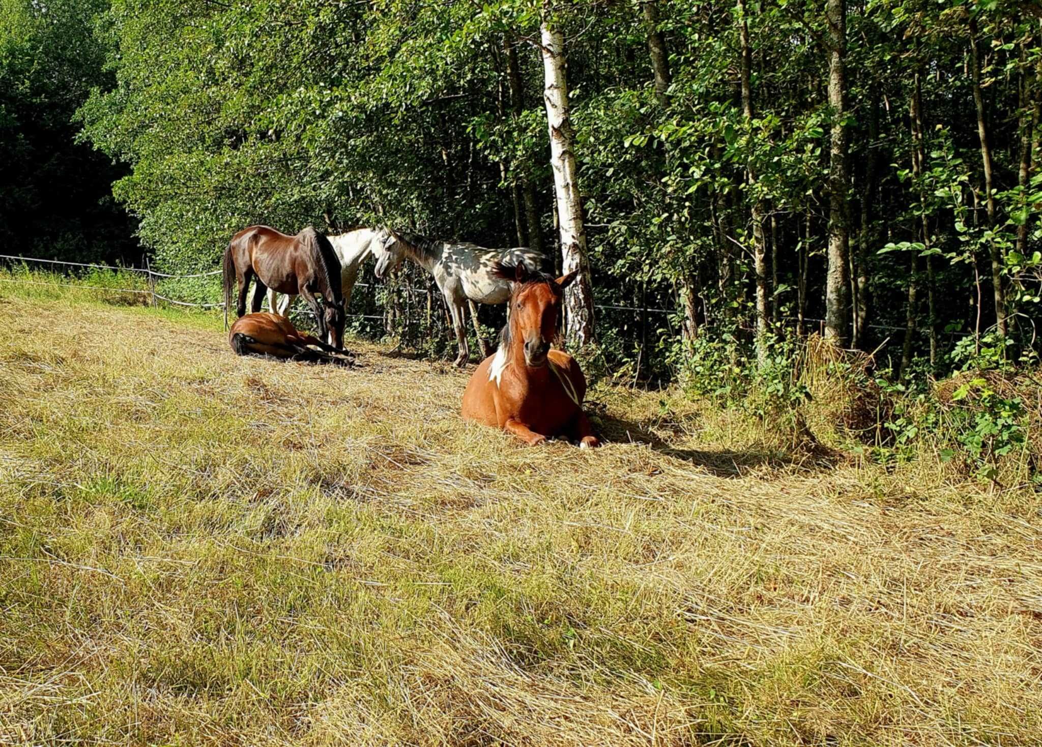 Przydomowy pensjonat dla koni – wolnowybiegowy – niska cena!