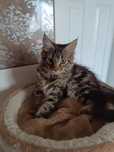 Maine coon FPL.Kotek,,kot rasowy