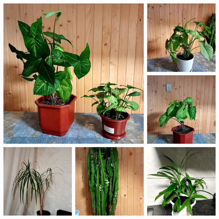 Продаж кімнатних рослин