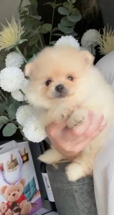 Spitz Anão/ Lulu da Pomerânia  Russo . Mini.. Lop e Afixo Pedigree.Lop