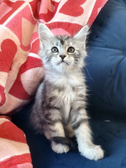 Kotka ESTERKA srebrna szylkretka Maine Coon