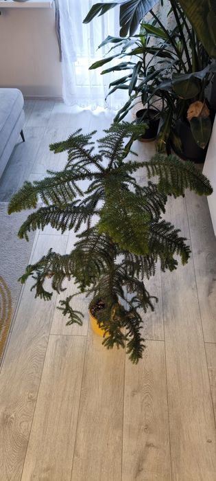 Araukaria wyniosła 1m