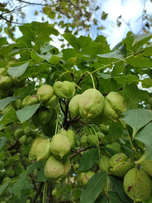 Kłokoczka południowa, krzew różańcowy