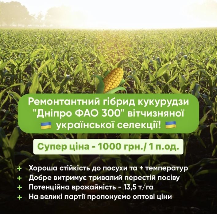 Посівна кукурудза