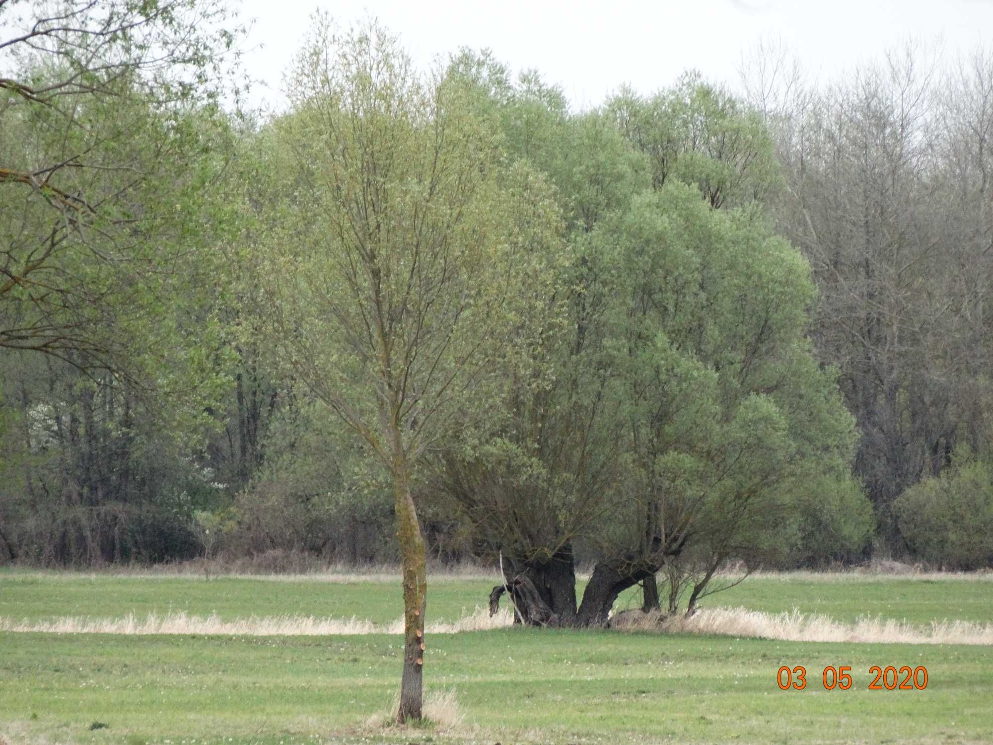 Domek nad Bugiem do wynajęcia