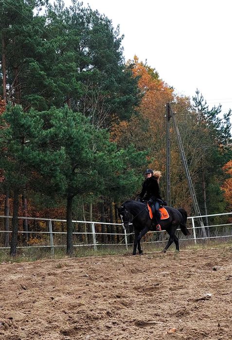 Do dzierżawy miły wałach koło Gdańska