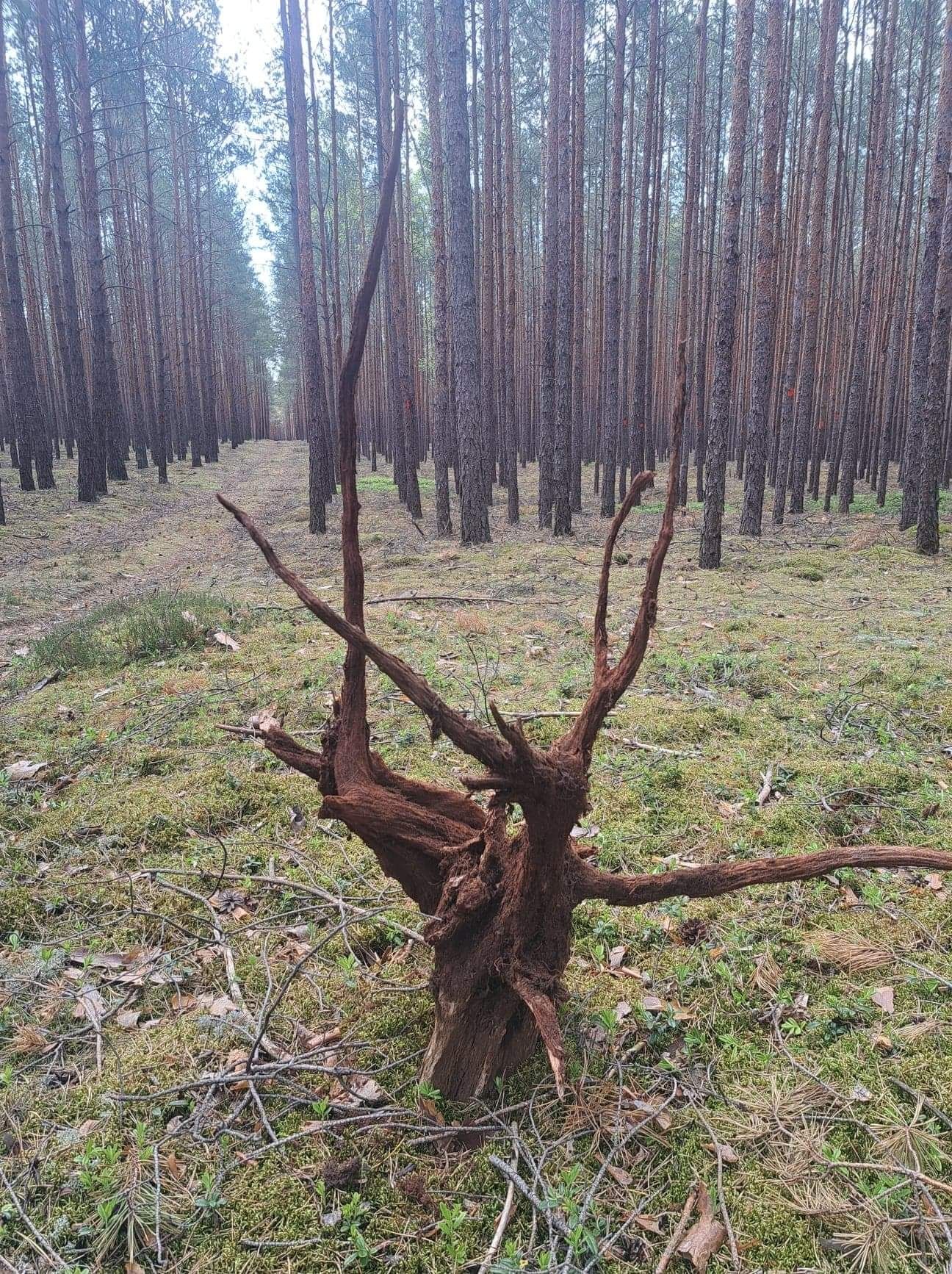 Korzenie pniaki sosnowe