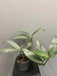 Epipremnum amplissimum : Silver Stripe