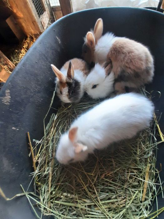 Kroliki karzelki miniaturki