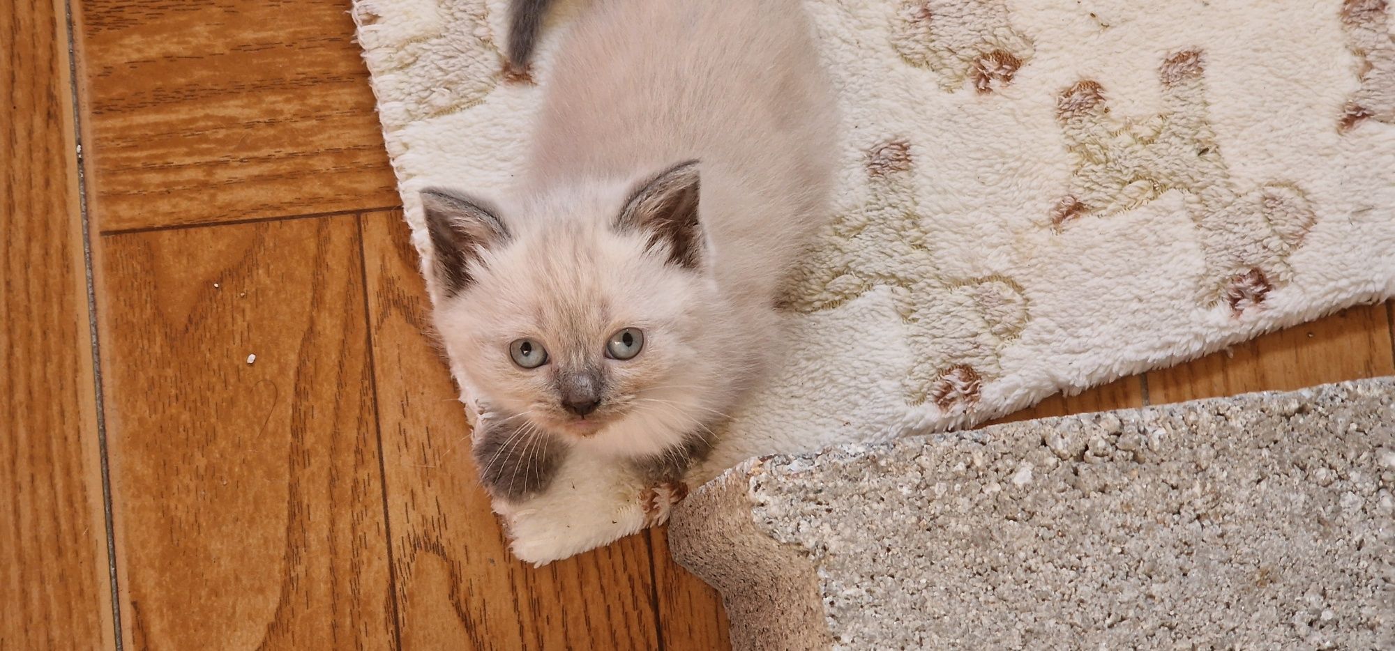 Para venda 2 gatos British shorthair