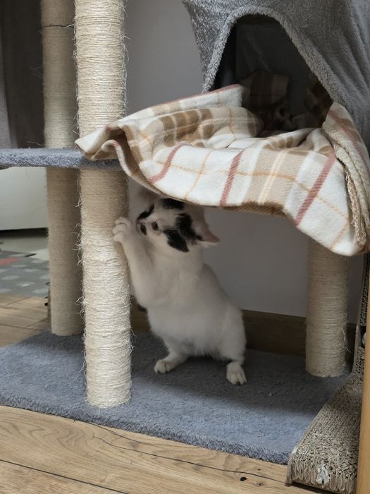 Piękna kotka Śnieżka do adopcji 3 miesiące