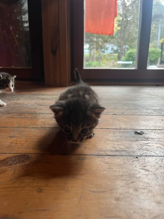 Mam do wydania cztery kociaki urodziły się 28 września .Drugi miot